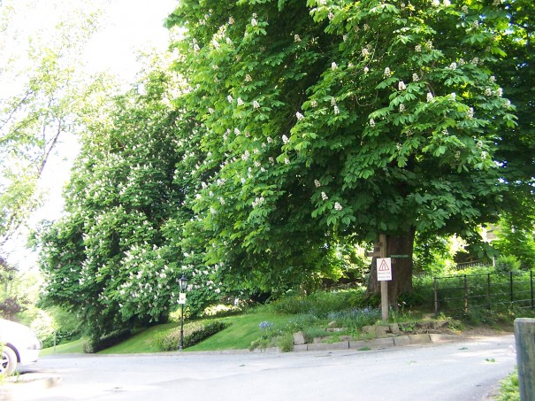 The copse by Bamford Mill