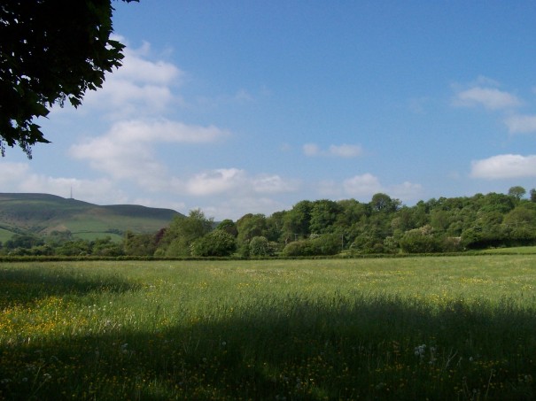 Fields, hills and trees