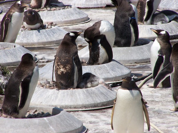 Many Little Penguins
